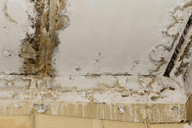 Why You Should Choose Our Mold Remediation Services in Charlotte Park, FL